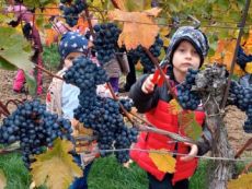 Exkurze do vinohradu